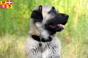 Read more about the article Kangal breeders and puppies in Auvergne-Rhône-Alpes