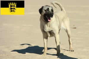 Read more about the article Kangal breeders and puppies in Baden-Württemberg