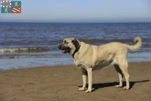 Read more about the article Kangal breeders and puppies in Bourgogne-Franche-Comté