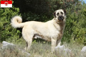 Read more about the article Kangal breeders and puppies in Brandenburg