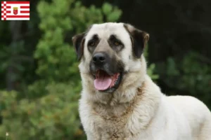 Read more about the article Kangal breeders and puppies in Bremen