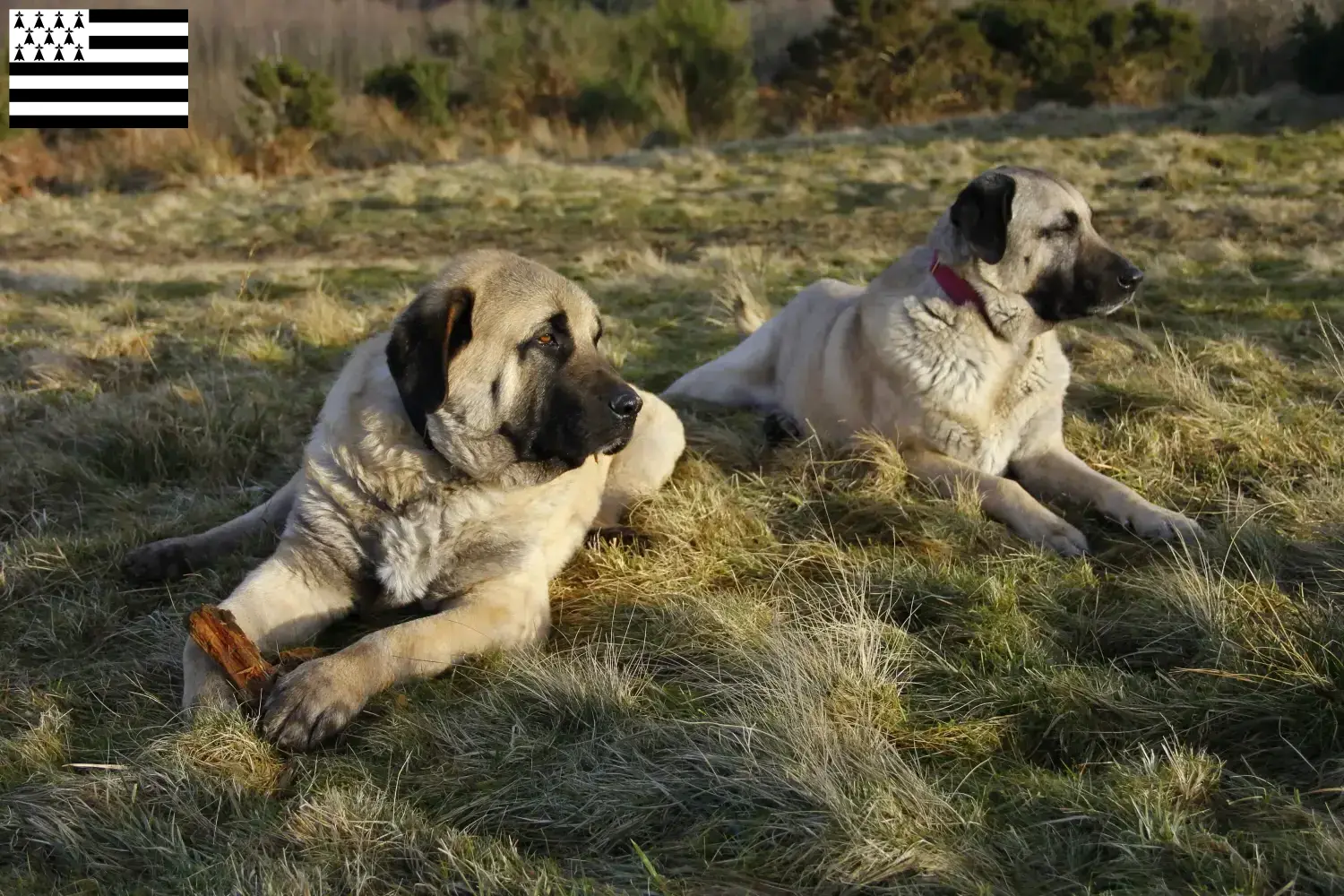 Read more about the article Kangal breeders and puppies in Brittany