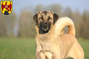 Read more about the article Kangal breeders and puppies in Burgenland