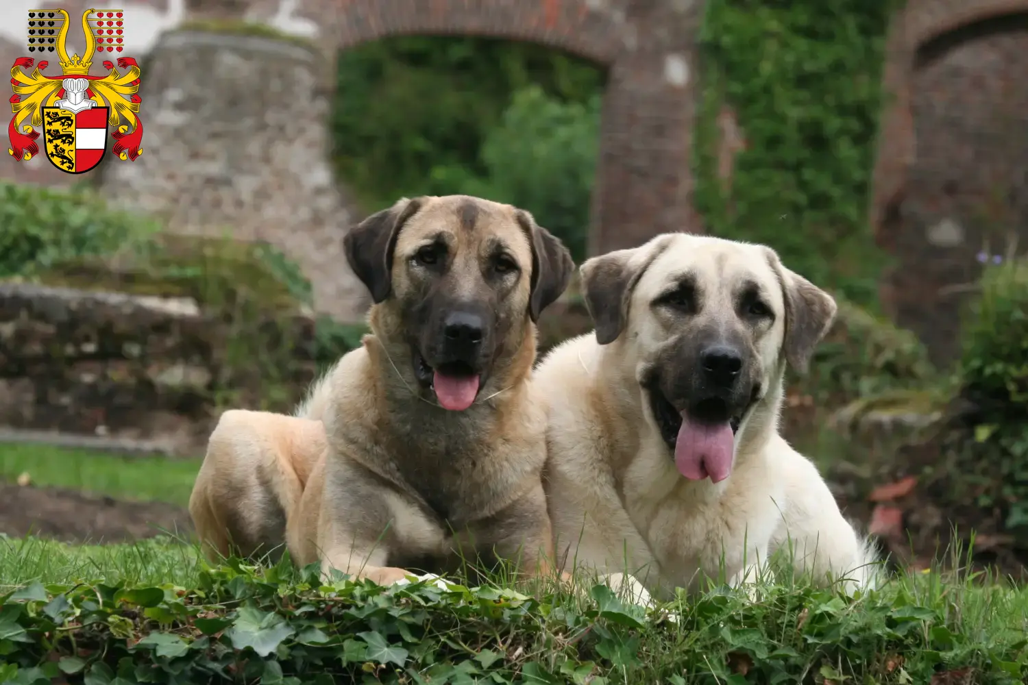 Read more about the article Kangal breeders and puppies in Carinthia