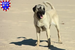 Read more about the article Kangal breeders and puppies in Centre-Val de Loire