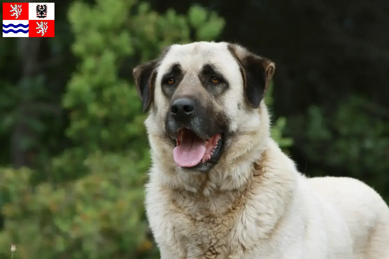 Read more about the article Kangal breeders and puppies in Central Bohemia