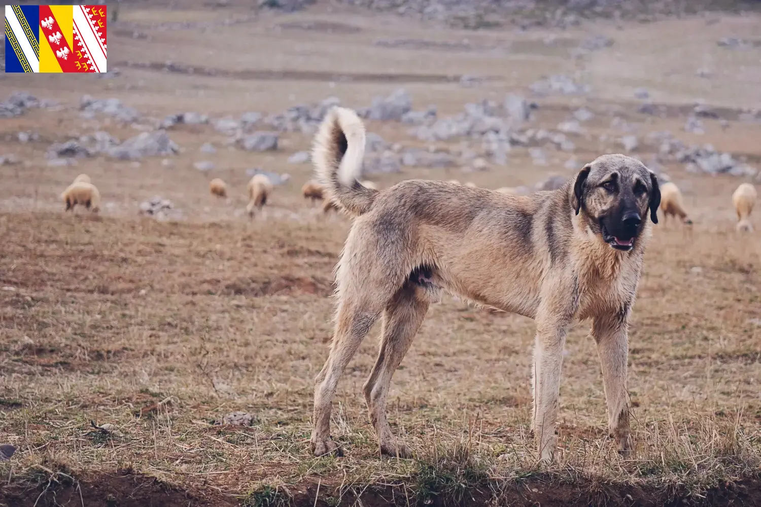 Read more about the article Kangal breeders and puppies in Grand Est