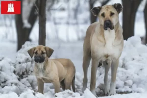 Read more about the article Kangal breeders and puppies in Hamburg