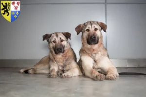 Read more about the article Kangal breeders and puppies in Hauts-de-France