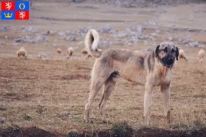 Read more about the article Kangal breeders and puppies in Hradec Králové