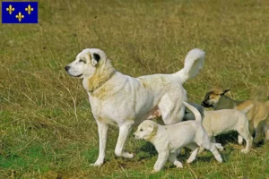 Read more about the article Kangal breeders and puppies in Île-de-France