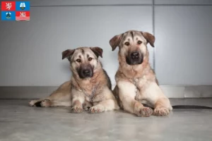 Read more about the article Kangal breeder and puppies in Karlsbad