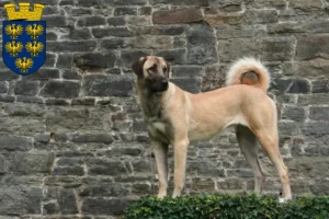 Read more about the article Kangal breeders and puppies in Lower Austria