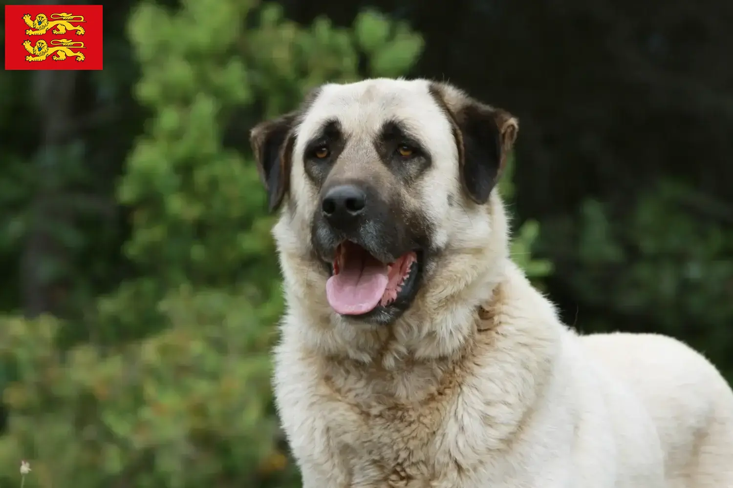 Read more about the article Kangal breeders and puppies in Normandy