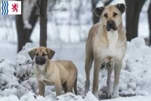 Read more about the article Kangal breeders and puppies in Nouvelle-Aquitaine