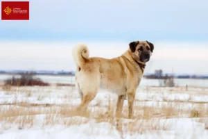 Read more about the article Kangal breeders and puppies in Occitania