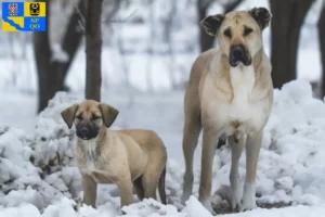 Read more about the article Kangal breeders and puppies in Olomouc