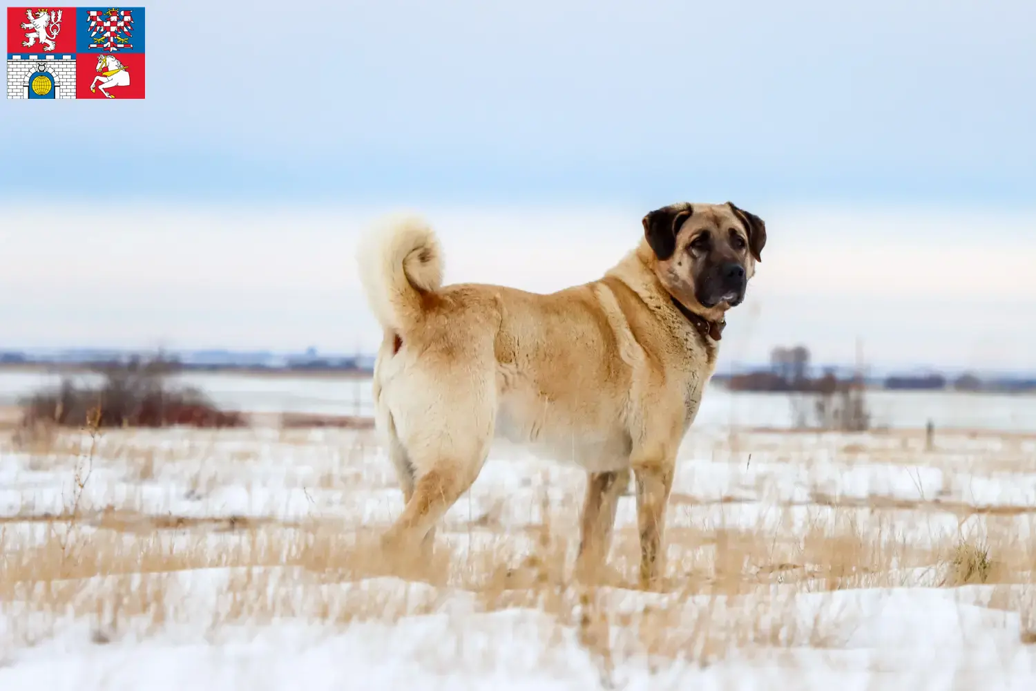 Read more about the article Kangal breeders and puppies in Pardubice
