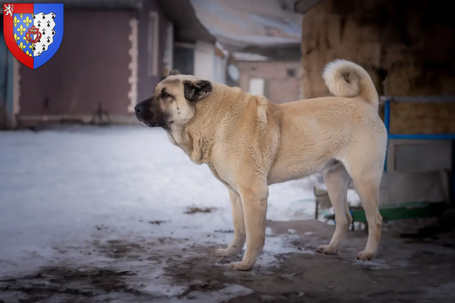 Read more about the article Kangal breeders and puppies in Pays de la Loire