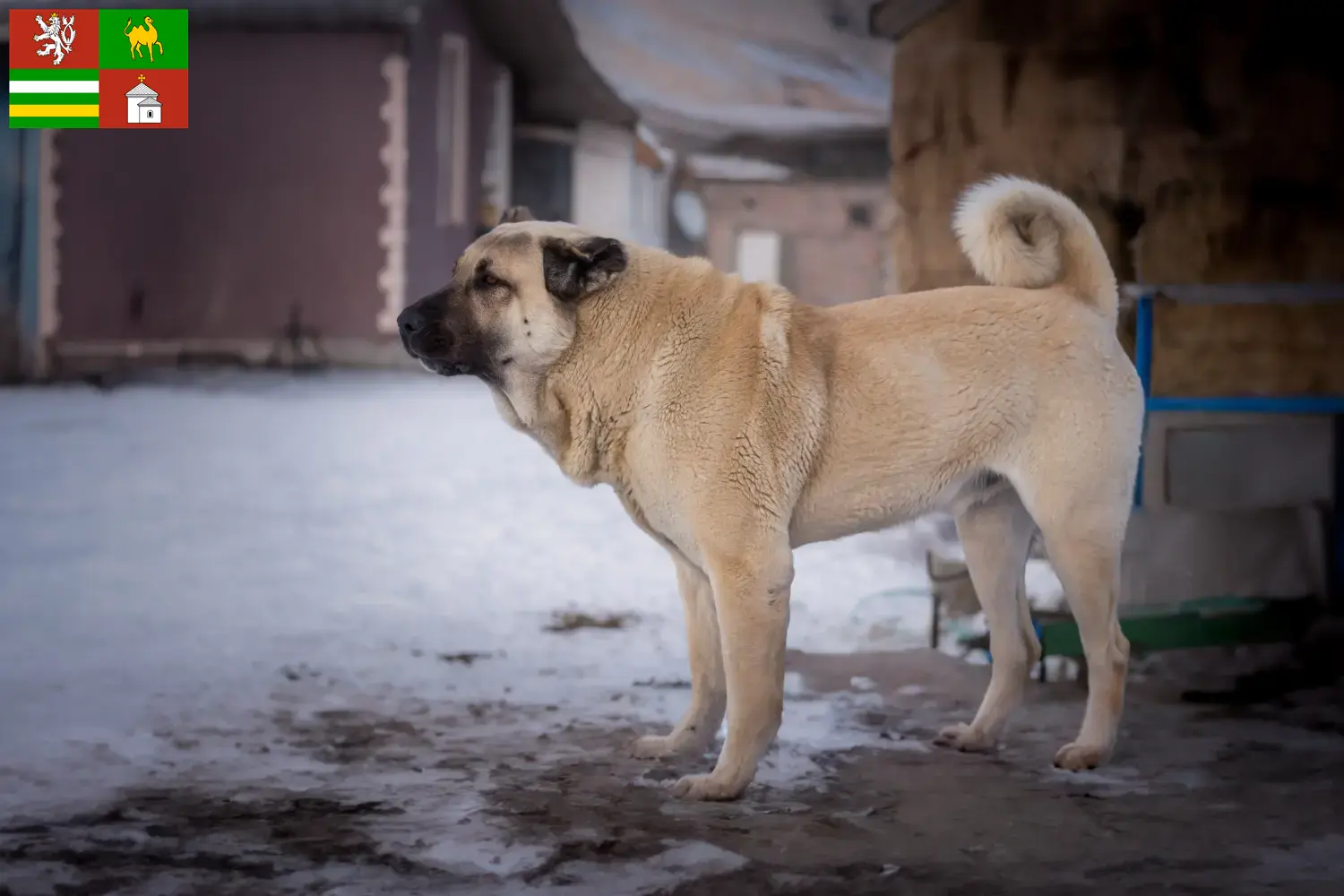 Read more about the article Kangal breeders and puppies in Pilsen