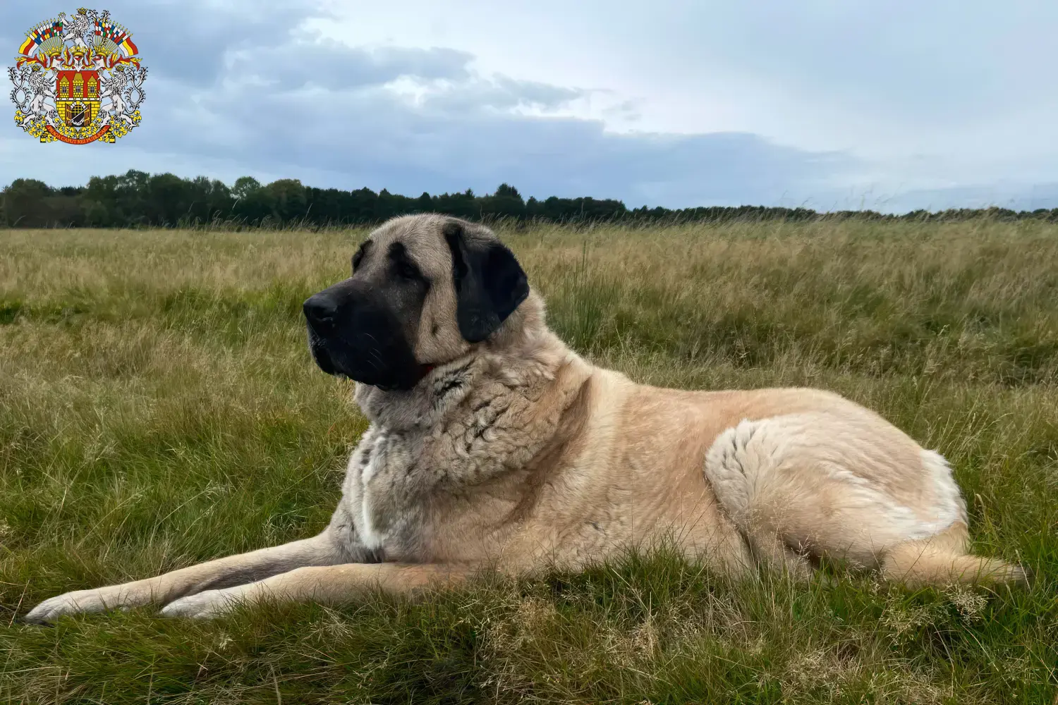 Read more about the article Kangal breeders and puppies in Prague