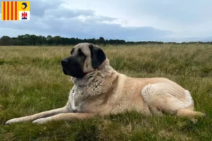 Read more about the article Kangal breeders and puppies in Provence-Alpes-Côte d’Azur