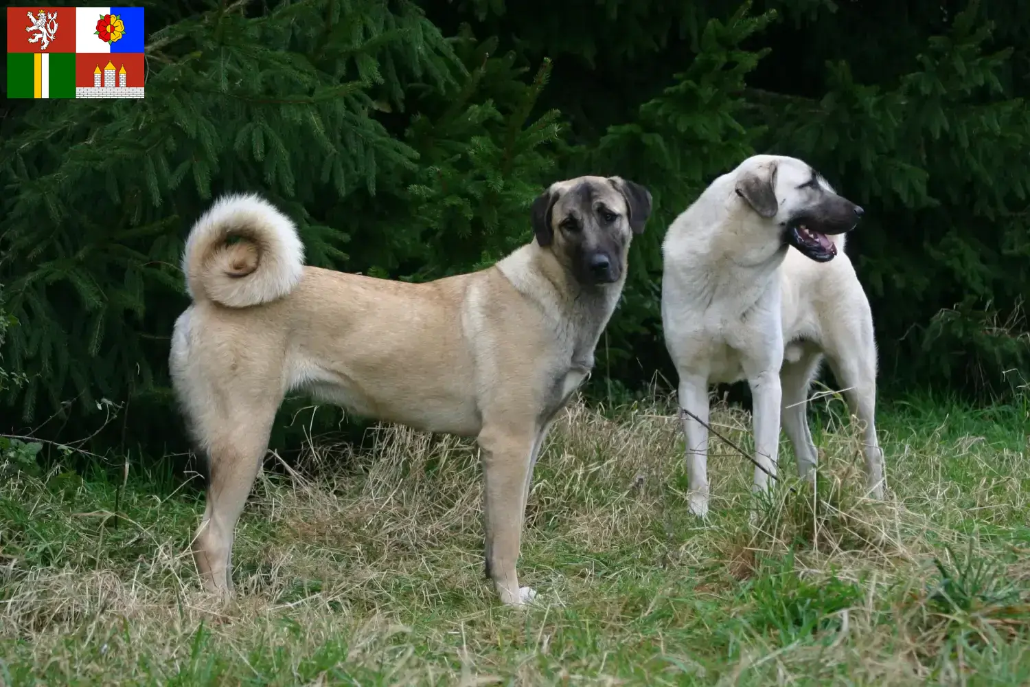 Read more about the article Kangal breeders and puppies in South Bohemia