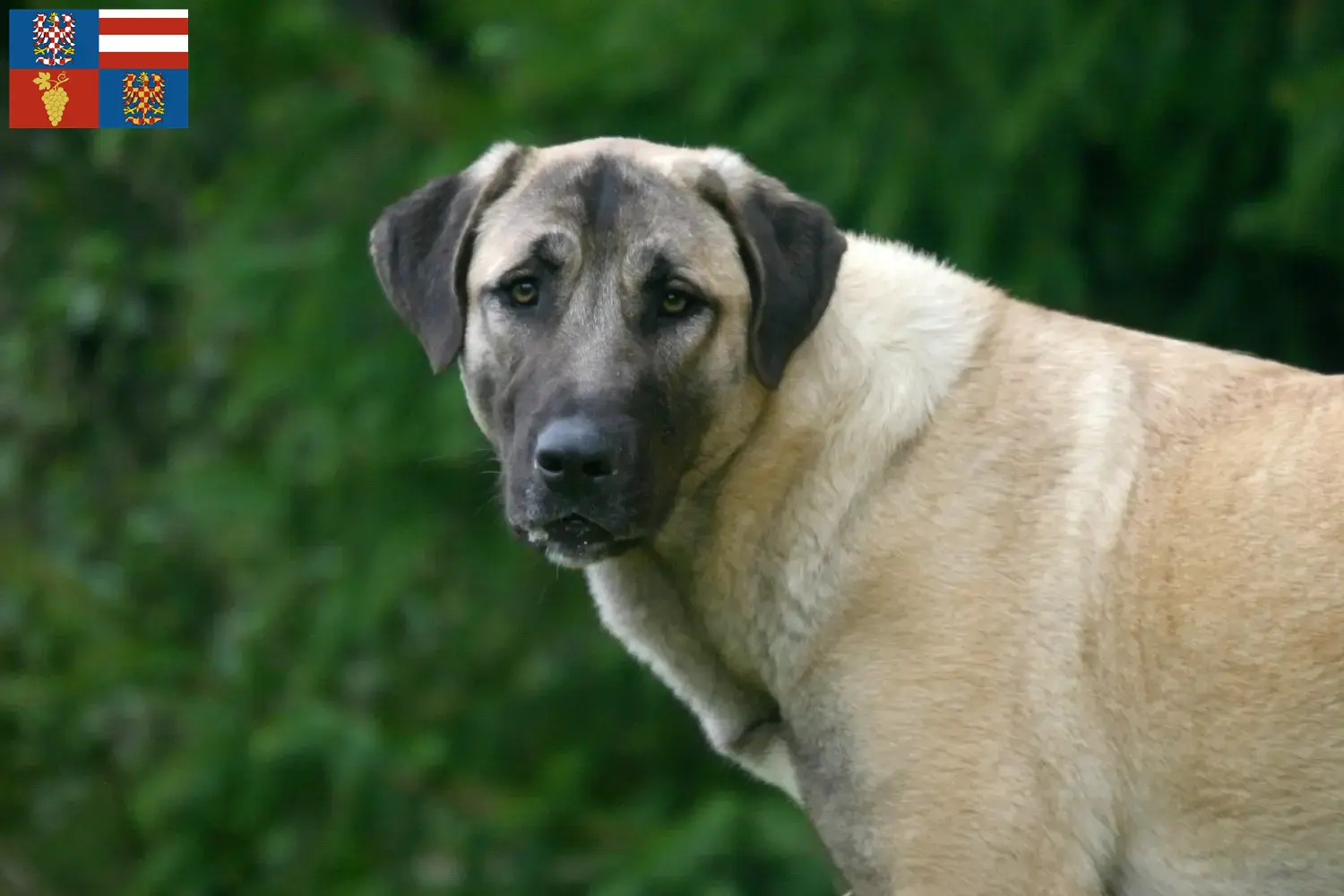 Read more about the article Kangal breeders and puppies in South Moravia
