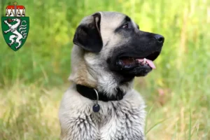 Read more about the article Kangal breeders and puppies in Styria