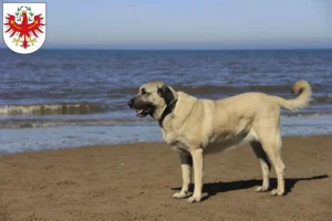 Read more about the article Kangal breeders and puppies in Tyrol