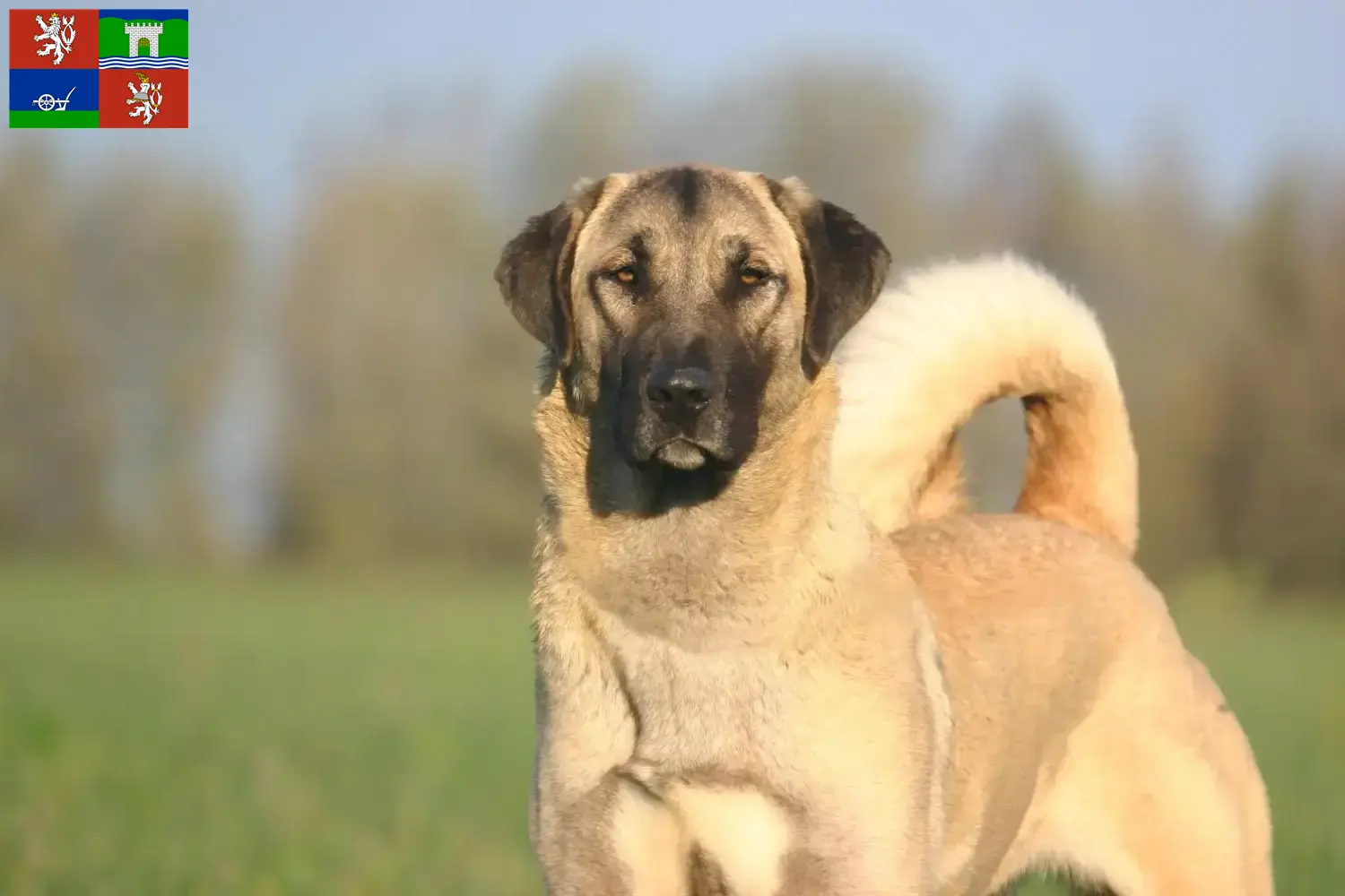Read more about the article Kangal breeders and puppies in Ústí