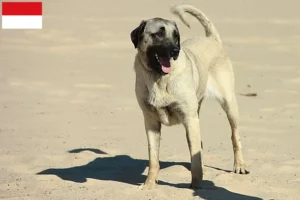 Read more about the article Kangal breeders and puppies in Vienna