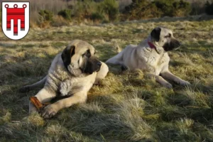 Read more about the article Kangal breeders and puppies in Vorarlberg