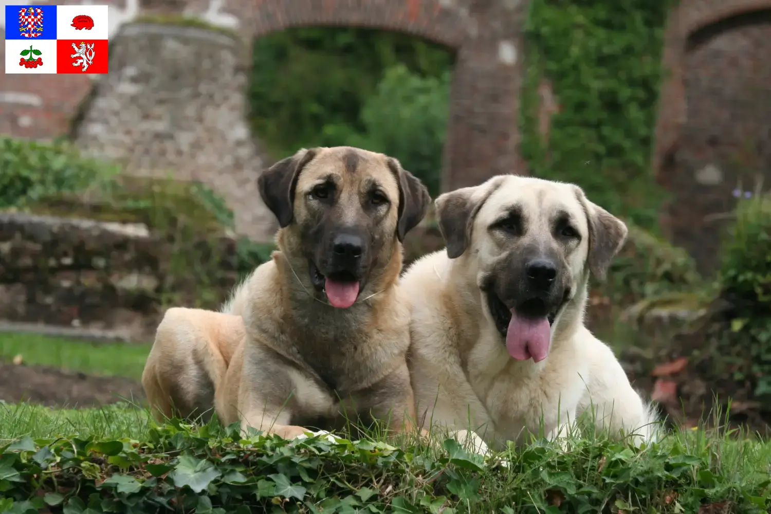 Read more about the article Kangal breeders and puppies in Vysočina