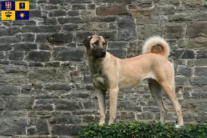 Read more about the article Kangal breeders and puppies in Zlín