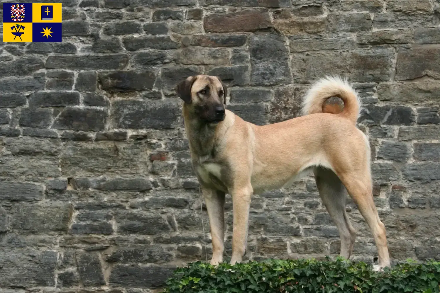 Read more about the article Kangal breeders and puppies in Zlín