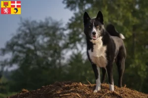 Read more about the article Karelian Bear Dog breeders and puppies in Auvergne-Rhône-Alpes