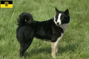 Read more about the article Karelian Bear Dog breeders and puppies in Baden-Württemberg