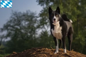 Read more about the article Karelian Bear Dog breeders and puppies in Bavaria