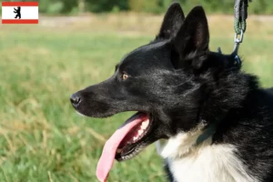 Read more about the article Karelian Bear Dog breeder and puppies in Berlin