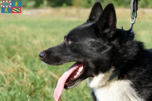 Read more about the article Karelian Bear Dog breeders and puppies in Bourgogne-Franche-Comté