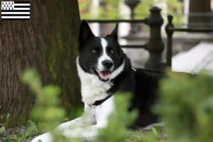 Read more about the article Karelian Bear Dog breeders and puppies in Brittany