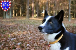 Read more about the article Karelian Bear Dog breeders and puppies in Centre-Val de Loire