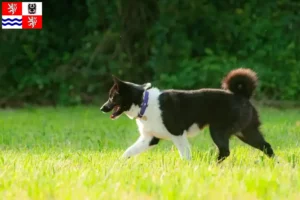 Read more about the article Karelian Bear Dog breeders and puppies in Central Bohemia