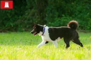 Read more about the article Karelian Bear Dog breeder and puppies in Hamburg