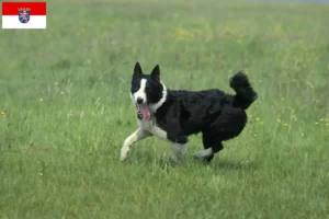 Read more about the article Karelian Bear Dog breeders and puppies in Hesse