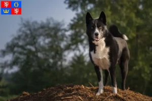 Read more about the article Karelian Bear Dog breeder and puppies in Hradec Králové