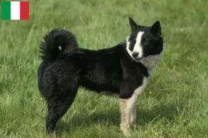 Read more about the article Karelian Bear Dog breeders and puppies in Italy