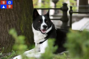 Read more about the article Karelian Bear Dog breeder and puppies in Liberec