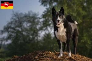 Read more about the article Karelian Bear Dog breeders and puppies in Lower Saxony